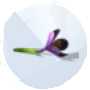 Imagen de un Crocus de Los Sims 4 Estaciones para jardinería